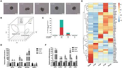 Arginine Regulates Zygotic Genome Activation in Porcine Embryos Under Nutrition Restriction